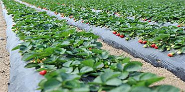 农业公司品牌定位