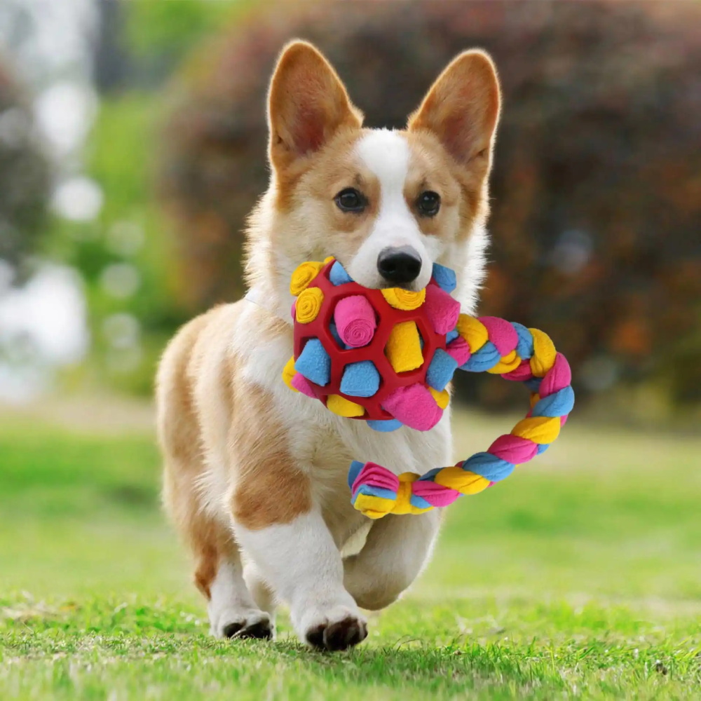 宠物用品品牌定位公司有哪些